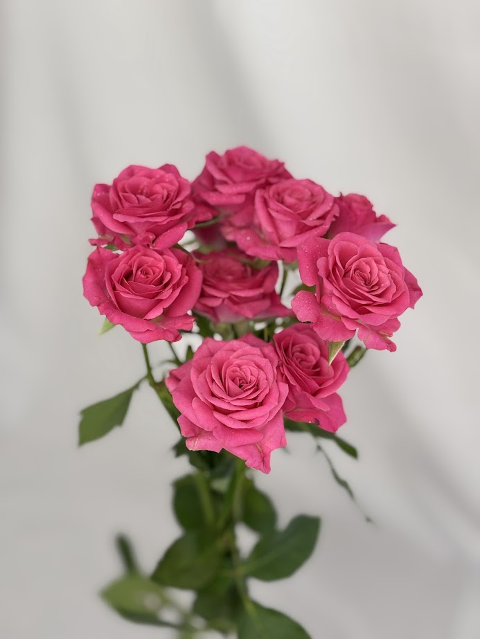 Regular Spray Roses
